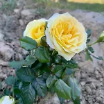 Casetta Nel Podere Di Massi Apartamento *